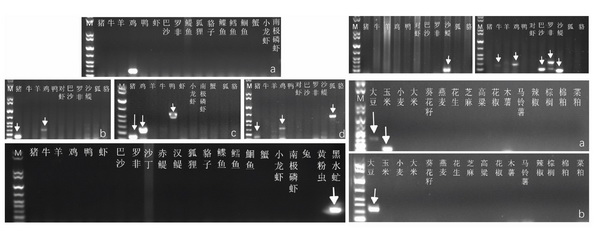 基因检测技术-所网正文.jpg