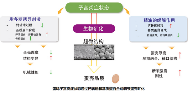 蛋鸡子宫炎-所网正文.png