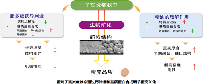 蛋鸡子宫炎症-封面.png