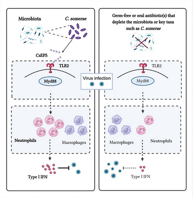 Researchers revealed-所网正文.jpg