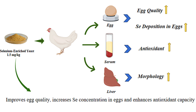 Optimizing Selenium-Enriched-所网正文.png