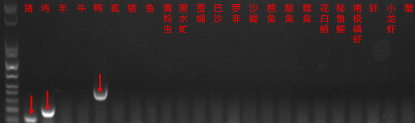 动植物源性分析-正文02.png