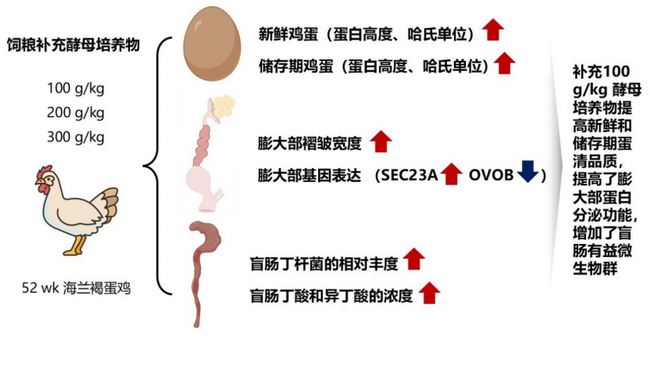 酵母培养物-所网正文.png