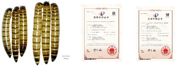 19 大麦虫.jpg