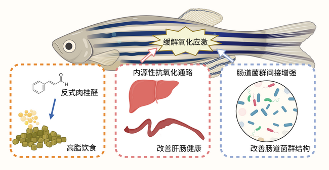 反式肉桂醛-所网.png