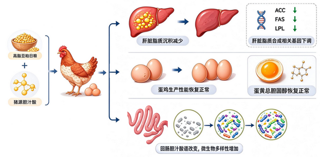 猪胆汁酸-所网.png